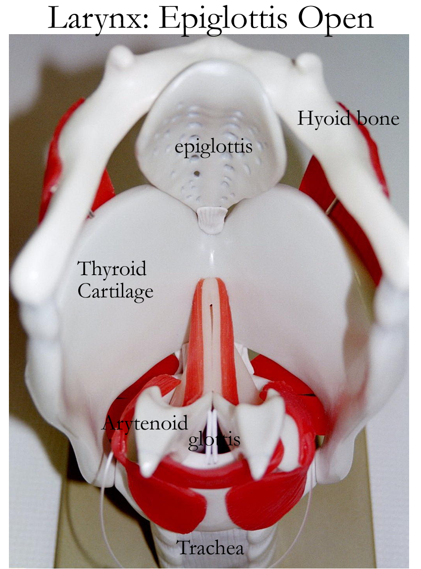 what is the function of the epiglottis